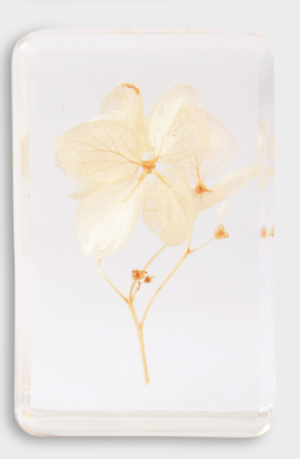 &KLEVERING WILDFLOWER KOCKA MALA