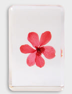 &KLEVERING WILDFLOWER KOCKA MALA