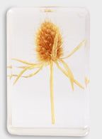 &KLEVERING WILDFLOWER KOCKA MALA
