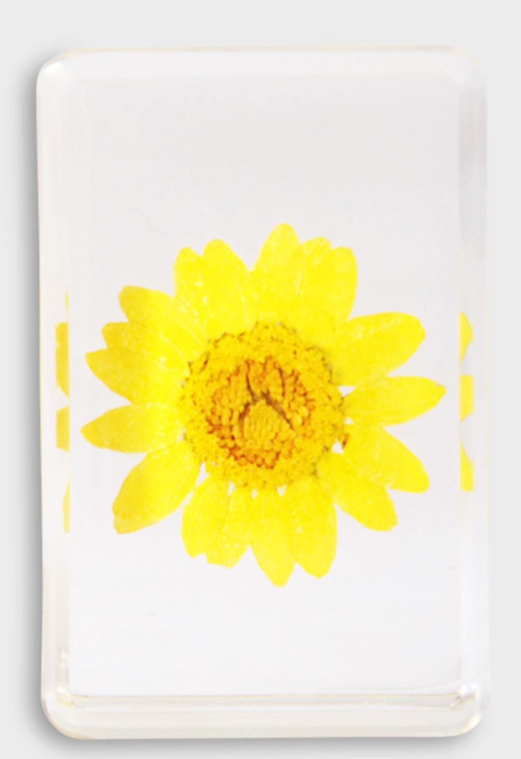 &KLEVERING WILDFLOWER KOCKA MALA