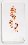 &KLEVERING WILDFLOWER KOCKA VELIKA