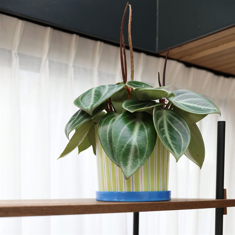 &KLEVERING RAY TEGLA ZELENA