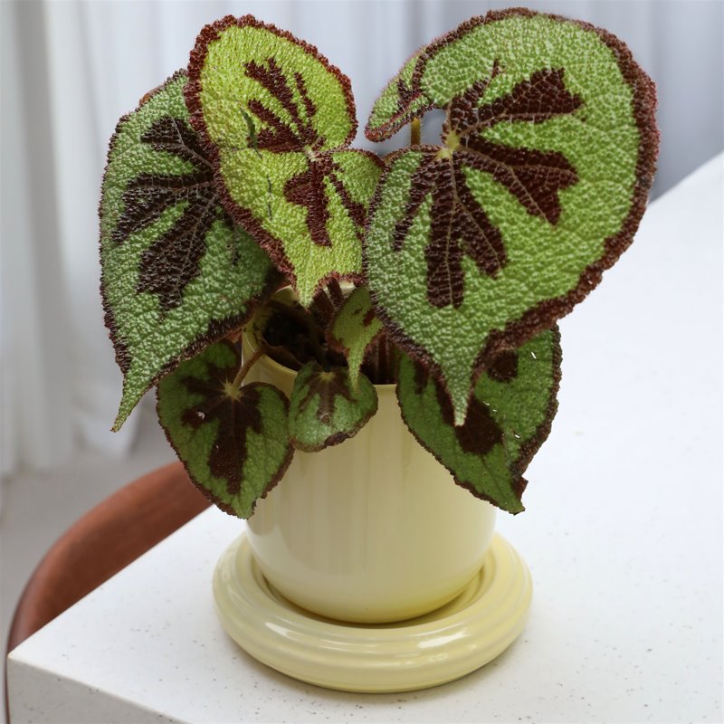 &KLEVERING CHURROS TEGLA ŽUTA