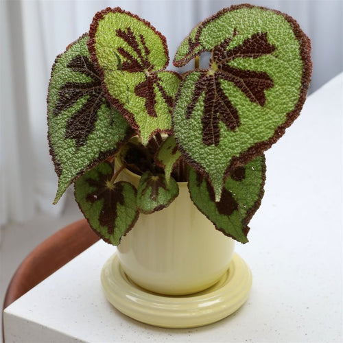 &KLEVERING CHURROS TEGLA ŽUTA