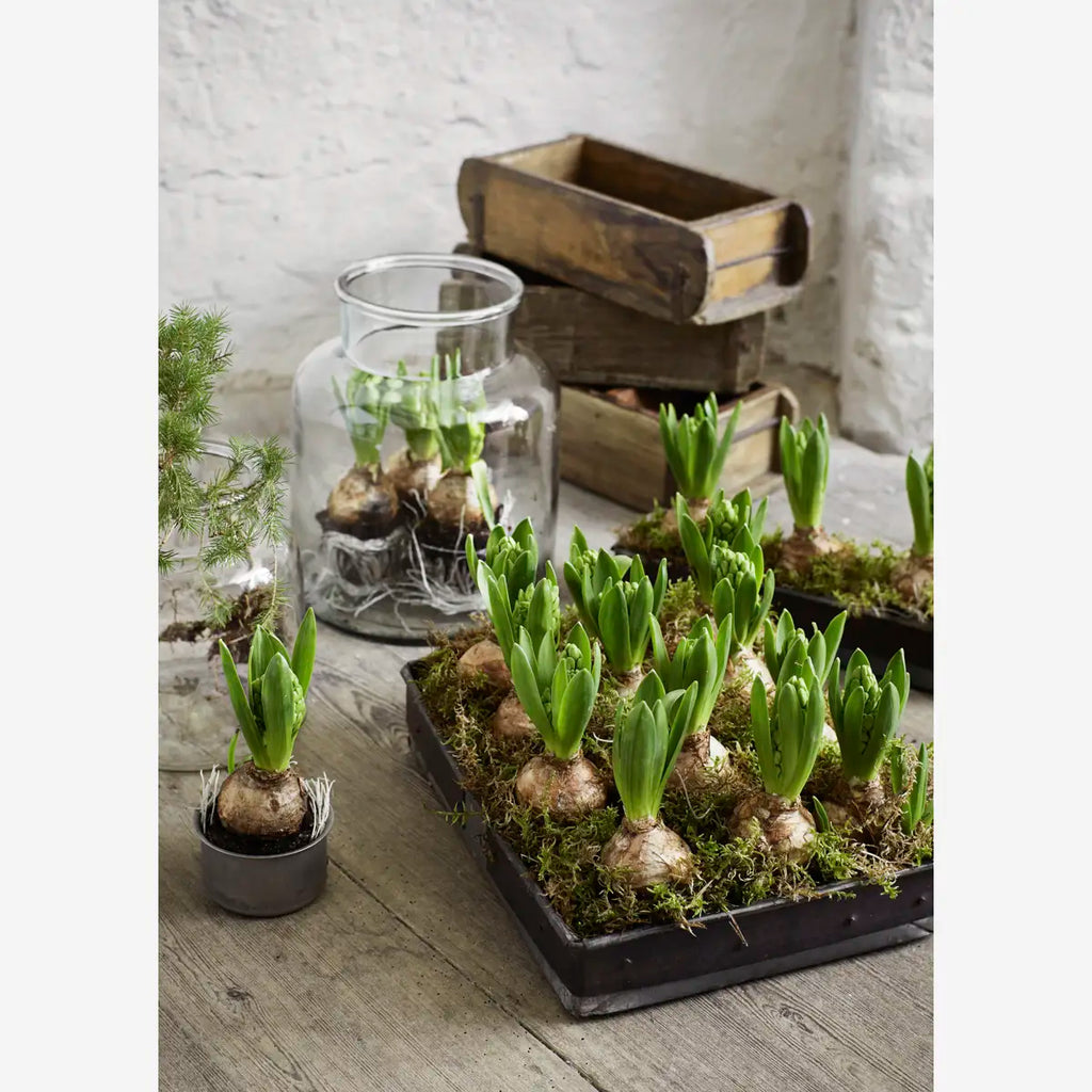 MADAM STOLTZ STAKLENA VAZA